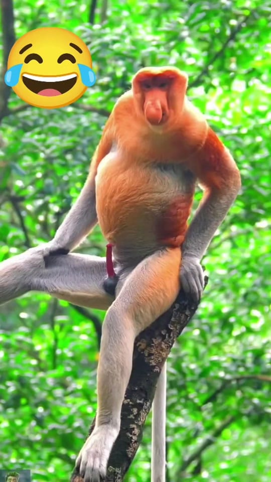 Post 3 by funny animals on TikTok (video)