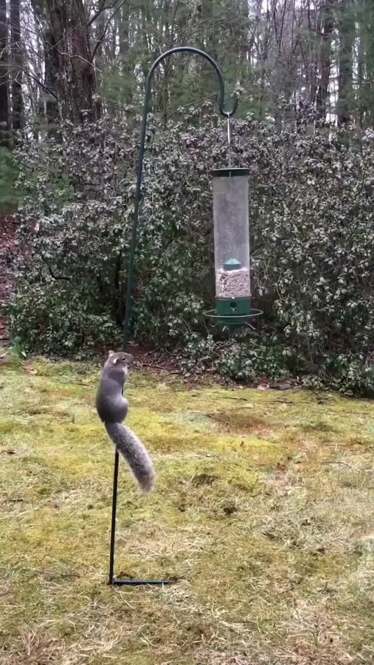 Post 7 by funny animals on TikTok (video)