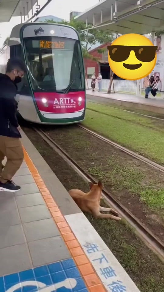 Post 2 by funny animals on TikTok (video)