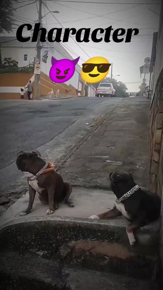 Post 1 by funny animals on TikTok (video)