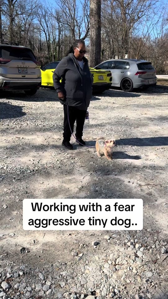 Post 8 by thedogdaddyofficial._ on TikTok (video)