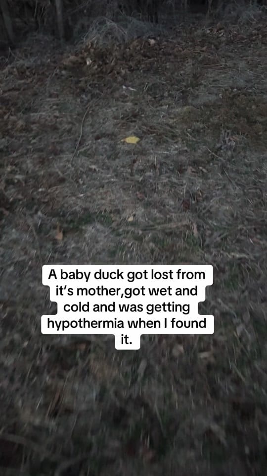 Post 4 by thedogdaddyofficial._ on TikTok (video)