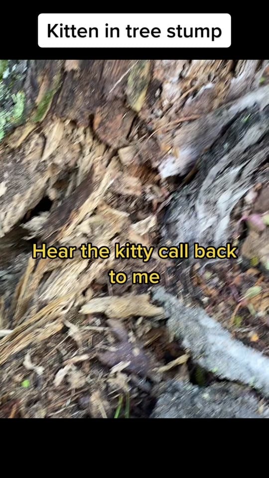 Post 8 by Amy Sue on TikTok (video)