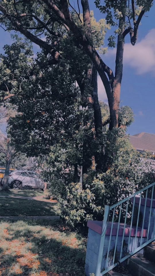 Post 9 by Bloody Mary New Orleans on TikTok (video)