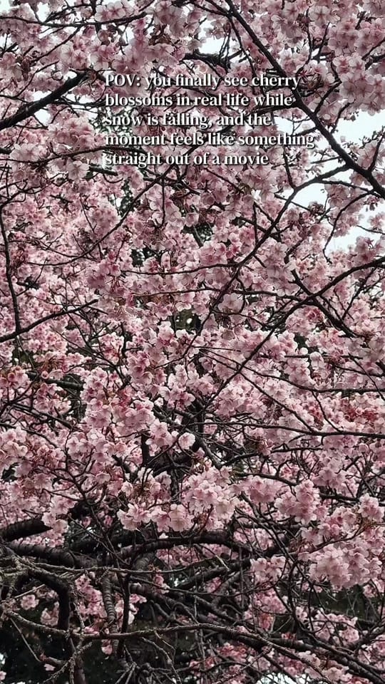 Post 4 by Shantal Faustino ❀ on TikTok (video)