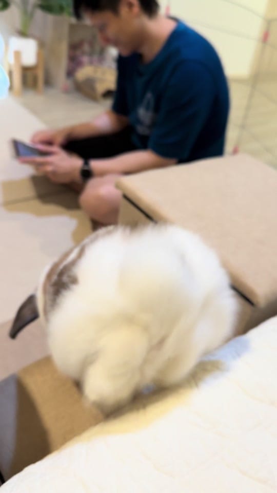 Post 9 by Bunny Jun Kim on TikTok (video)
