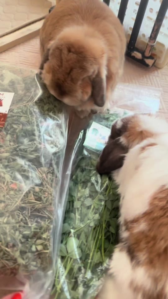 Post 4 by Bunny Jun Kim on TikTok (video)