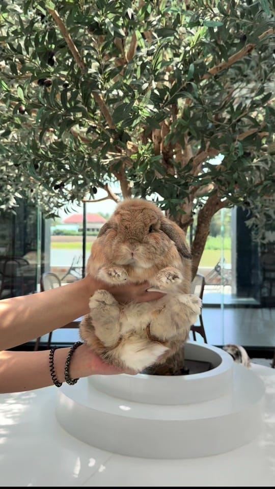 Post 6 by Bunny Jun Kim on TikTok (video)