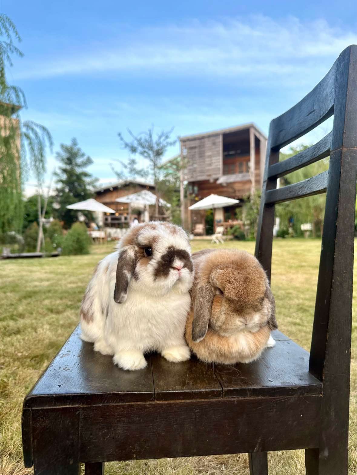 Post 10 by Bunny Jun Kim on TikTok (video)