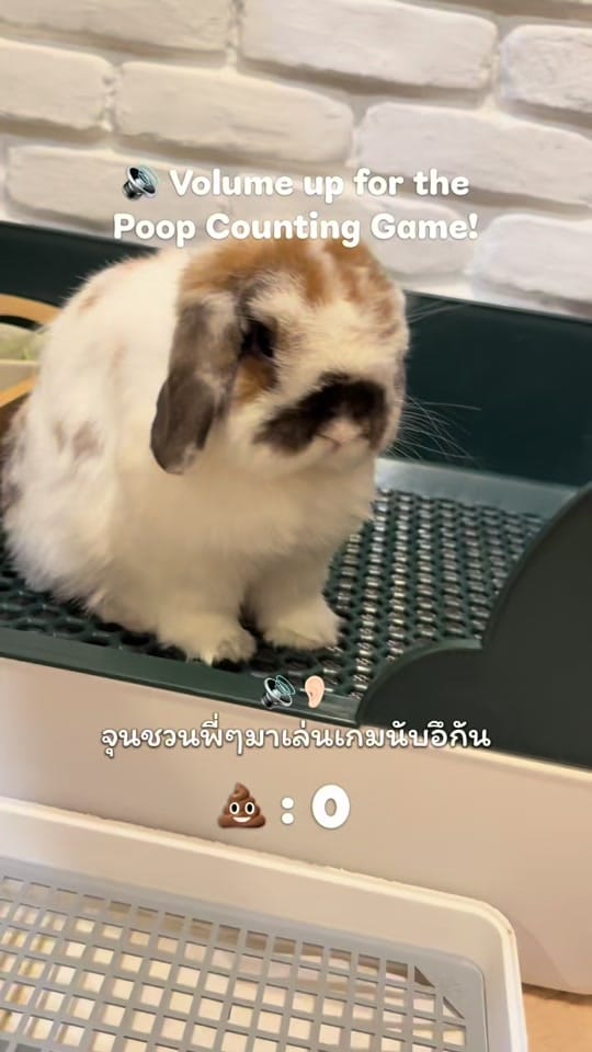Post 3 by Bunny Jun Kim on TikTok (video)