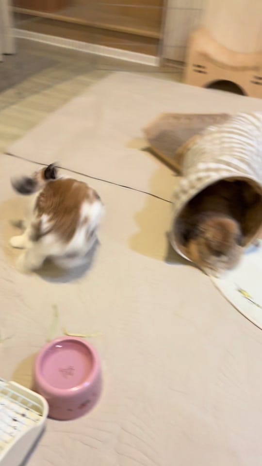 Post 8 by Bunny Jun Kim on TikTok (video)
