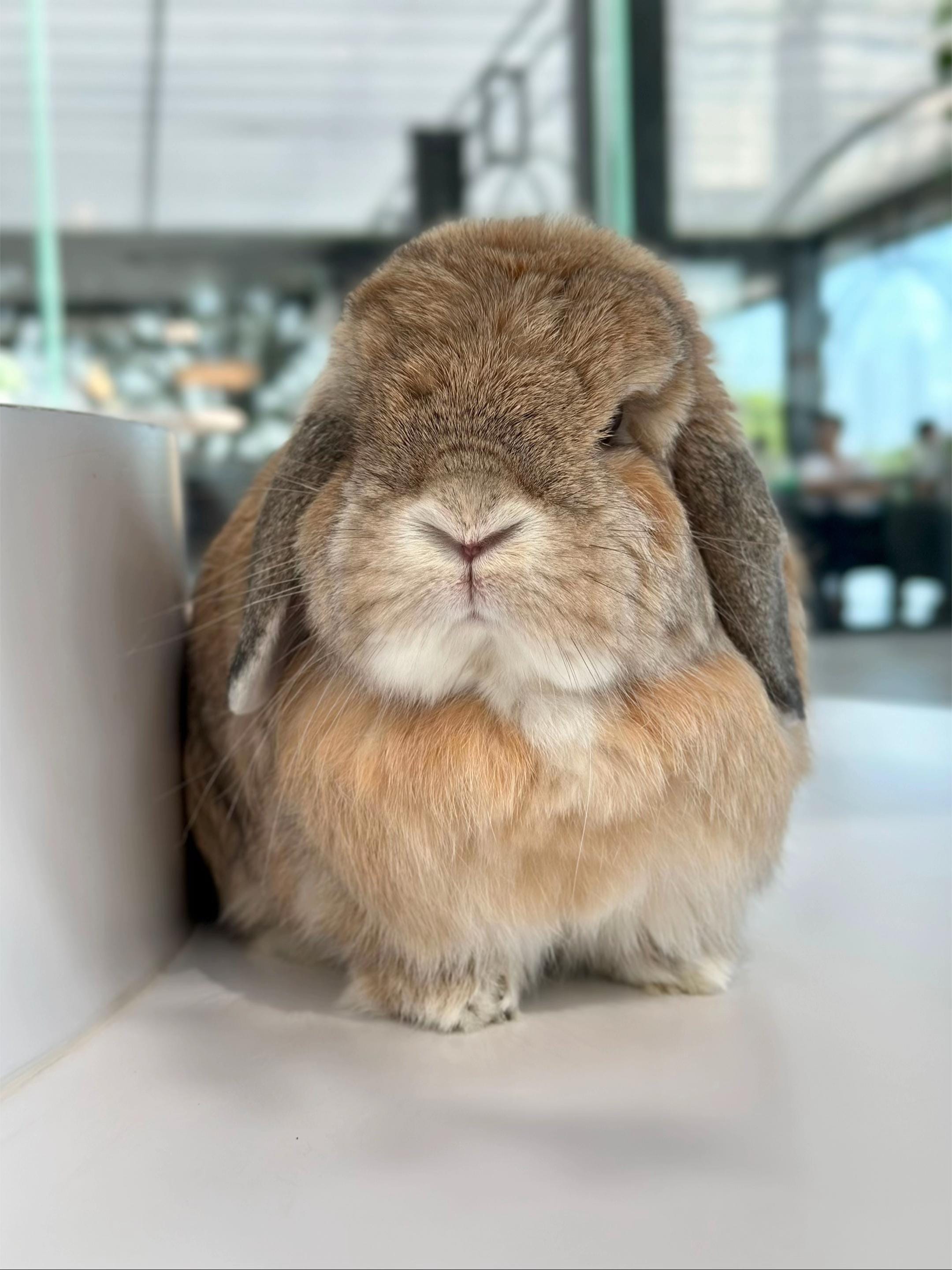 Post 5 by Bunny Jun Kim on TikTok (video)