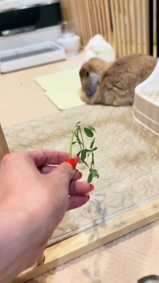 Post 1 by Bunny Jun Kim on TikTok (video)