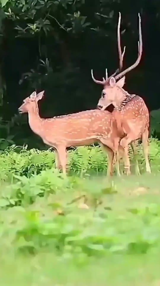 Post 8 by Deer Wild Life on TikTok (video)