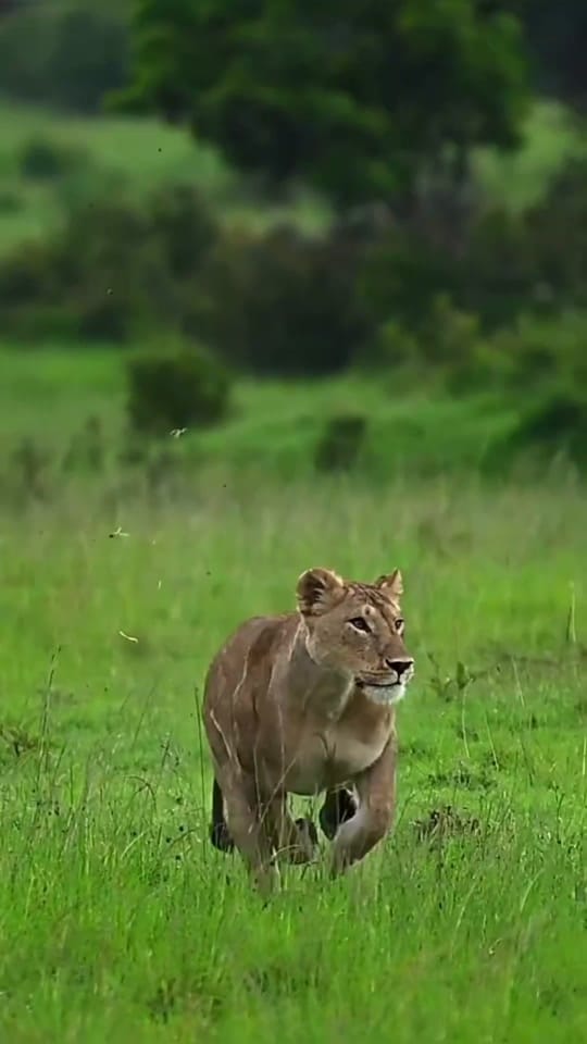 Post 9 by Deer Wild Life on TikTok (video)