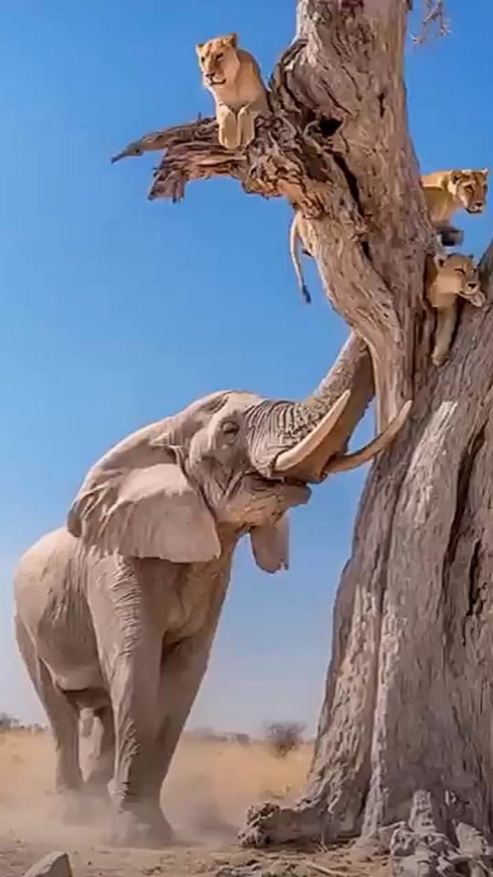 Post 10 by Deer Wild Life on TikTok (video)