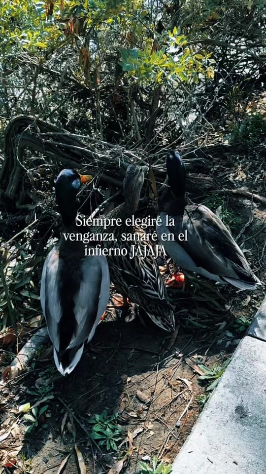 Post 5 by Lucia🥀 on TikTok (video)
