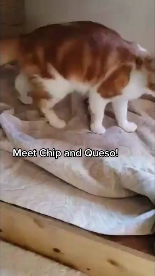 Post 10 by Austin Siamese Rescue on TikTok (video)