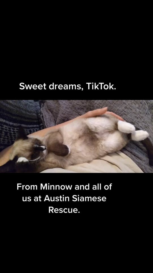Post 8 by Austin Siamese Rescue on TikTok (video)