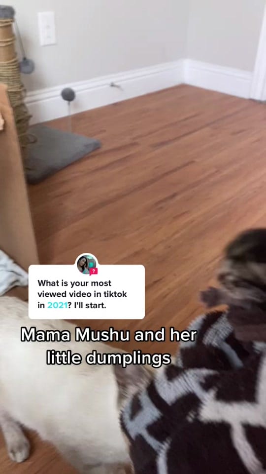 Post 6 by Austin Siamese Rescue on TikTok (video)