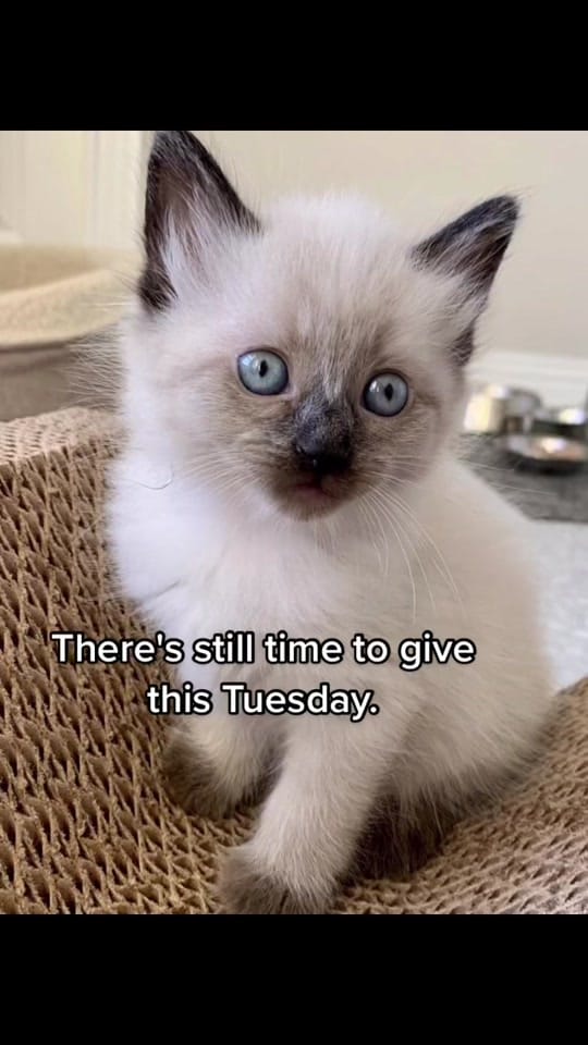 Post 9 by Austin Siamese Rescue on TikTok (video)
