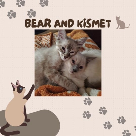 Post 4 by Austin Siamese Rescue on TikTok (video)