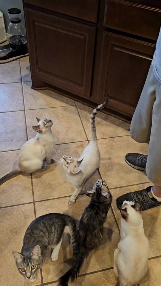 Post 1 by Austin Siamese Rescue on TikTok (video)