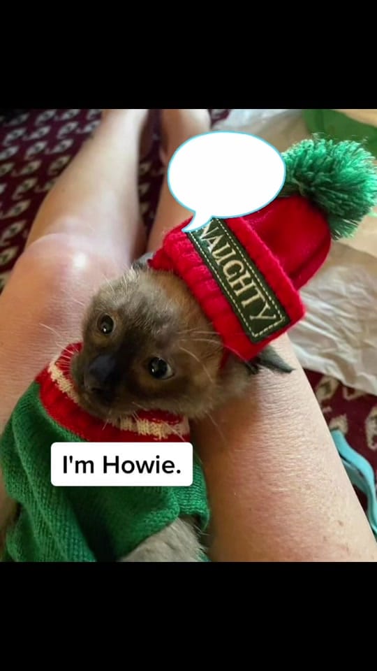 Post 7 by Austin Siamese Rescue on TikTok (video)