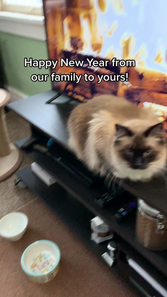 Post 5 by Austin Siamese Rescue on TikTok (video)