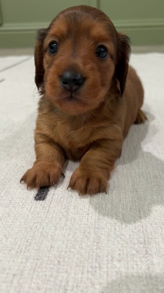 Post 9 by lilsausage.co on TikTok (video)