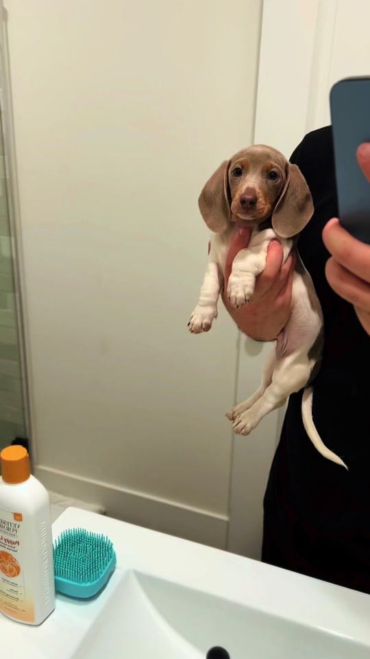 Post 4 by lilsausage.co on TikTok (video)