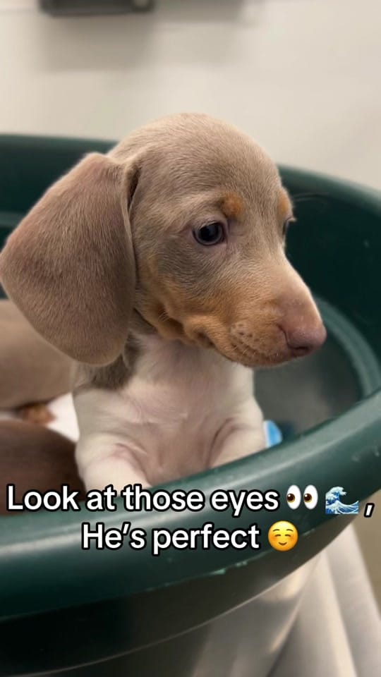 Post 6 by lilsausage.co on TikTok (video)