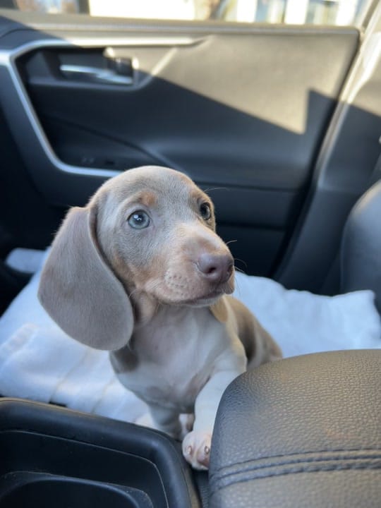 Post 5 by lilsausage.co on TikTok (video)