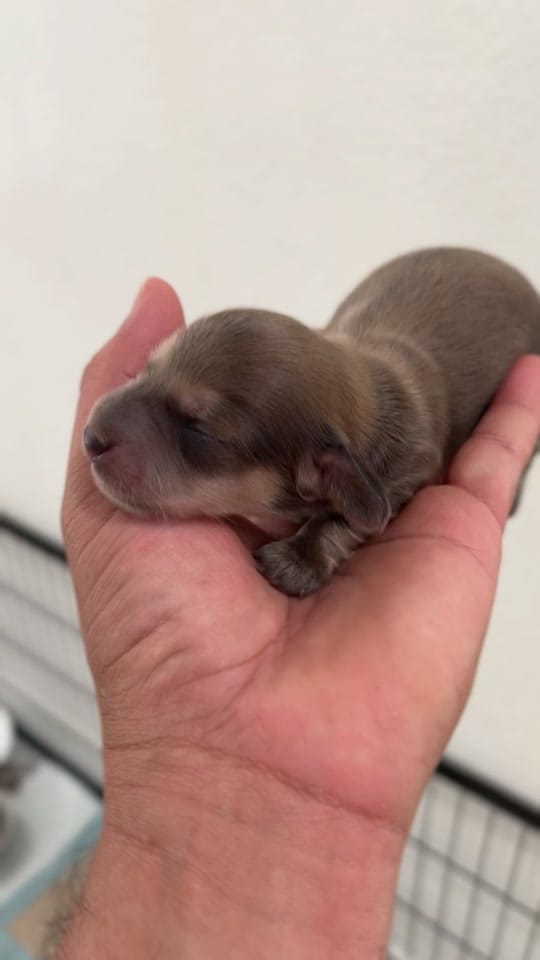 Post 10 by lilsausage.co on TikTok (video)
