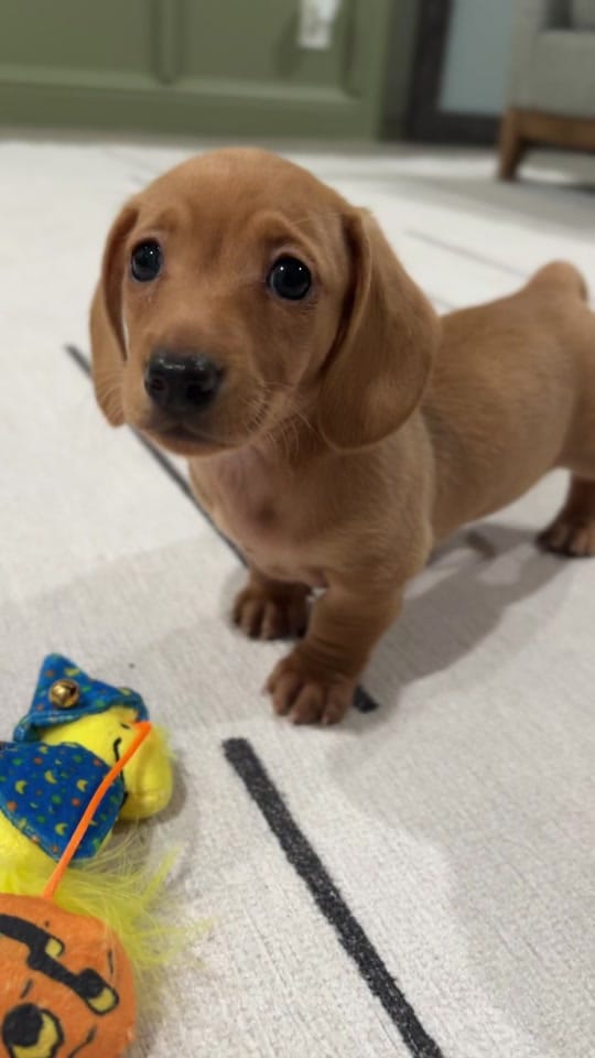 Post 8 by lilsausage.co on TikTok (video)