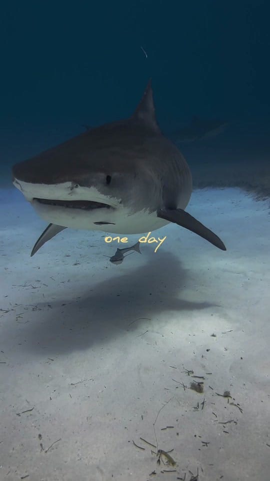 Post 9 by Stephanie on TikTok (video)