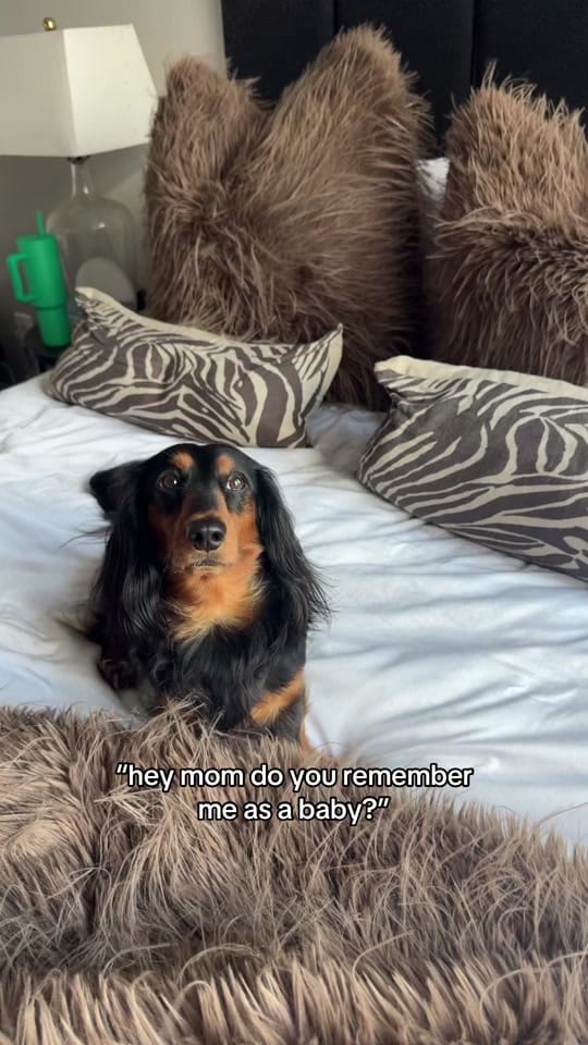 Post 1 by paige on TikTok (video)