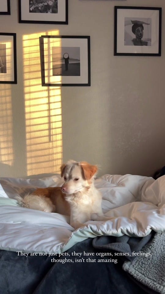 Post 4 by Jonathan Leon on TikTok (video)