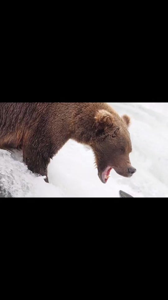 Post 8 by Alex McGregor on TikTok (video)