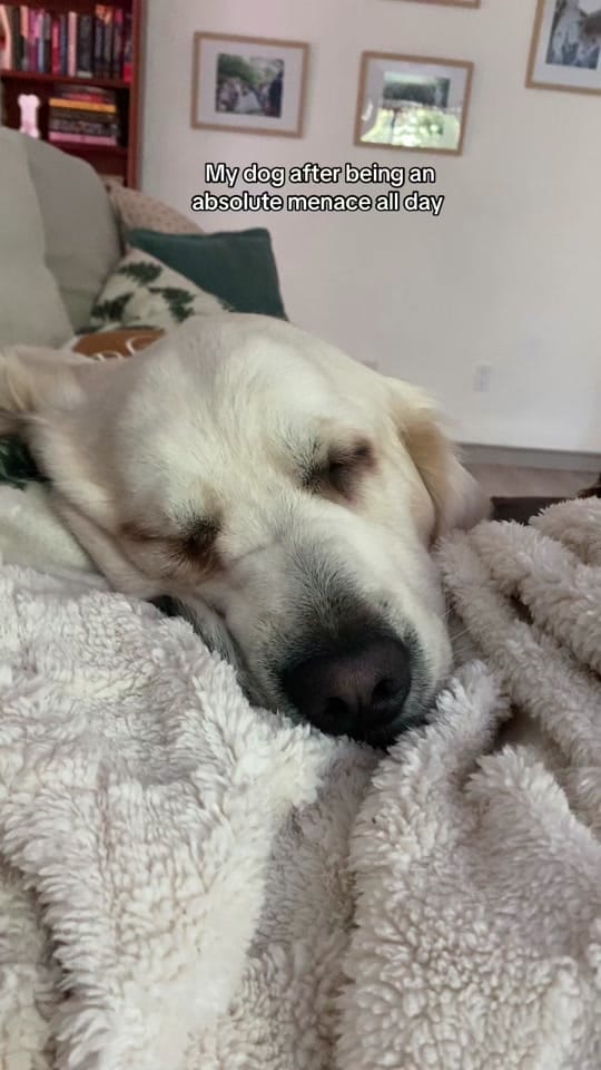 Post 7 by lexiraegerardi on TikTok (video)