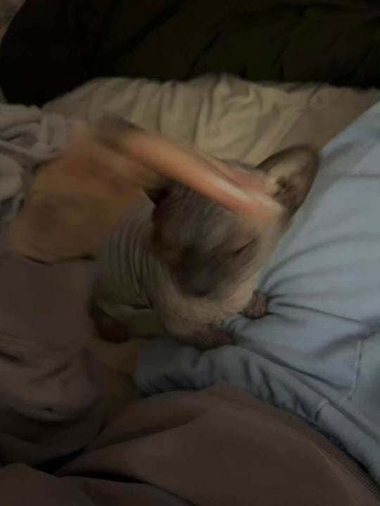 Post 6 by alexandriawolfe on TikTok (video)