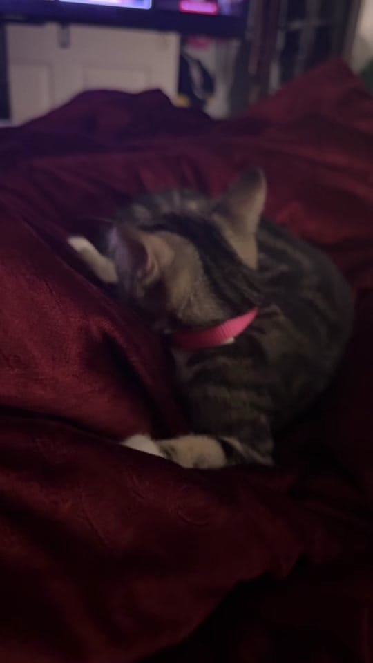 Post 4 by Nidabakes on TikTok (video)