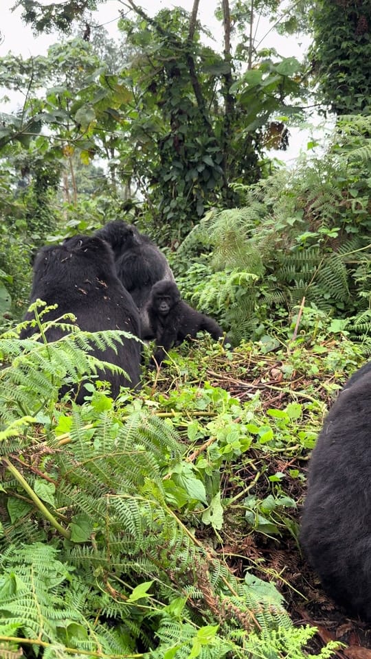 Post 5 by phiswildlife on TikTok (video)