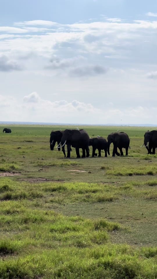 Post 6 by phiswildlife on TikTok (video)
