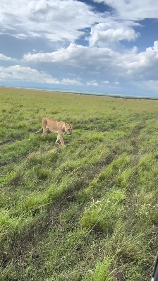 Post 4 by phiswildlife on TikTok (video)