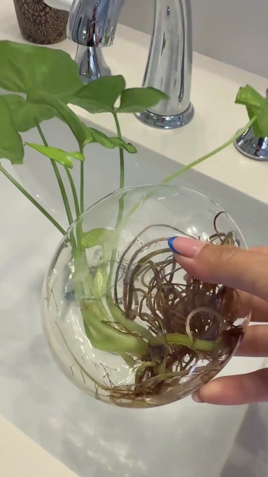 Post 9 by Yudith🌿 on TikTok (video)
