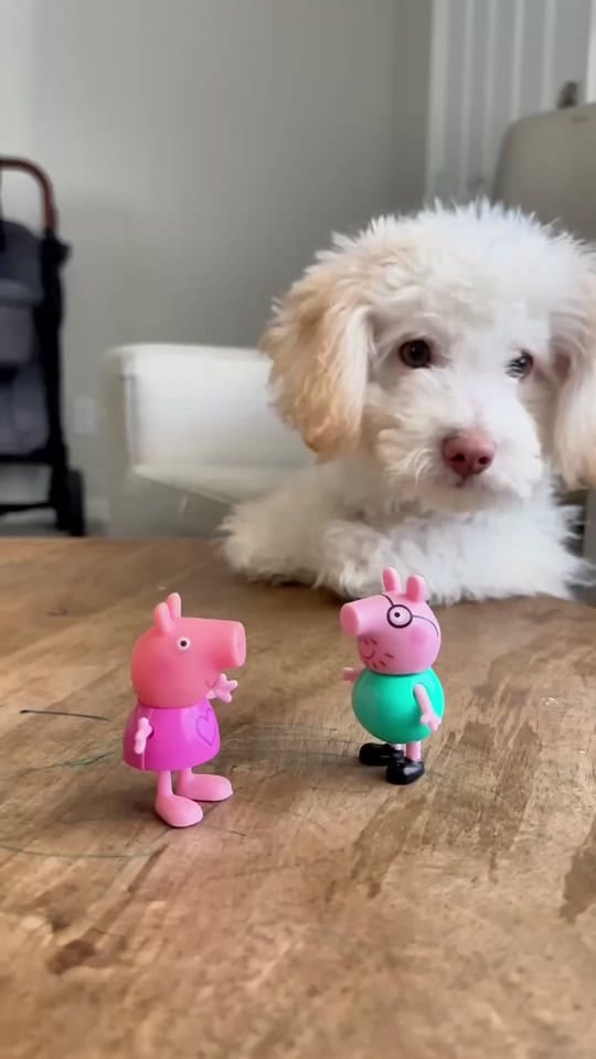 Post 10 by Familia Acuna Reyes on TikTok (video)