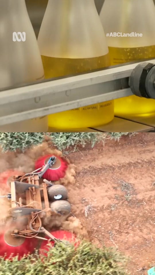 Post 8 by The Jojoba Company on TikTok (video)