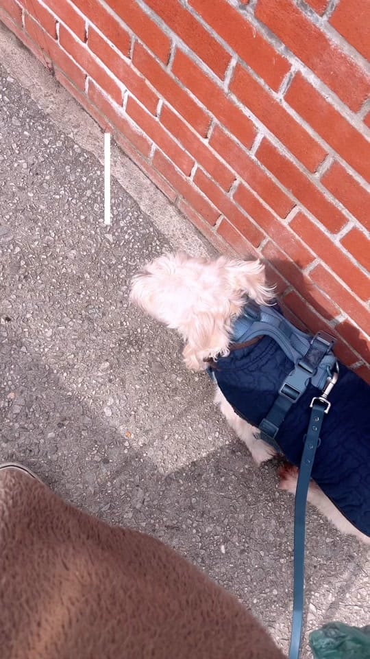 Post 8 by Ellie ♃ Inkandmagickstudio on TikTok (video)