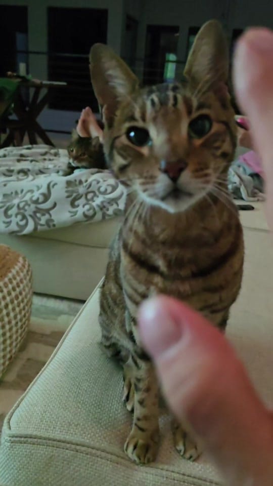 Post 1 by AlohaBruce on TikTok (video)